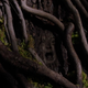 Illustration for article titled Nature Takes Charge of Defending Itself, With Violence! on Grimm: Tree People